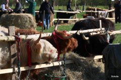 002-30-JTS-NHC-Bedueftig-Hollen-2