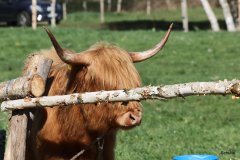 009-30-JTS-NHC-Bedueftig-Hollen-9