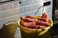 011-30-JTS-NHC-Bedueftig-Hollen-11