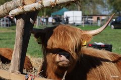 012-30-JTS-NHC-Bedueftig-Hollen-12