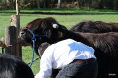 015-30-JTS-NHC-Bedueftig-Hollen-15