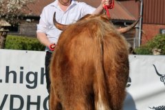 030-28-b-Malachie-Ruadh-of-Laidinn-Brus-Gerhard-jun.-Meyering-Ankum-Tuetingen-2