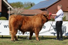 031-28-b-Malachie-Ruadh-of-Laidinn-Brus-Gerhard-jun.-Meyering-Ankum-Tuetingen-1