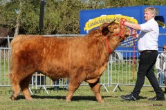 033-28-b-Malachie-Ruadh-of-Laidinn-Brus-Gerhard-jun.-Meyering-Ankum-Tuetingen-3