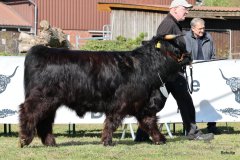 037-20-e-Prionssa-9.-vom-Weeser-Moor-Stefan-Wreczcki-Voltlage-Weese-1