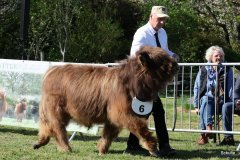 063-6-d-Corny-Fox-of-Blocken-Kristine-und-Bernhard-Helmerichs-Stuhr-2