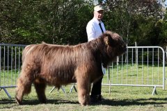 072-6-d-Corny-Fox-of-Blocken-Kristine-und-Bernhard-Helmerichs-Stuhr-3