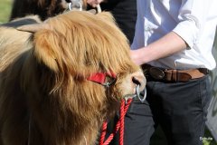 076-5-c-Isac-vom-Kreienmoor-Matthias-Mueller-Reich-Osterholz-Scharmbeck-6