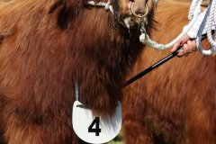 085-4-a-MC-Neill-vom-Buersteler-Feld-Andreas-Czich-Stuhr-8