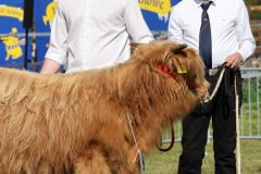 086-5-c-Isac-vom-Kreienmoor-Matthias-Mueller-Reich-Osterholz-Scharmbeck-7