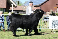 096-12-f-Cameron-Focx-of-Blocken-Norbert-u.-Ute-Hilgemeier-Diepenau