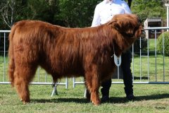 100-8-c-Red-Seumas-of-HCR-Lukas-Ader-Bad-Hersfeld-4