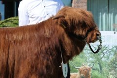 103-8-c-Red-Seumas-of-HCR-Lukas-Ader-Bad-Hersfeld-7