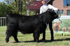 110-12-f-Cameron-Focx-of-Blocken-Norbert-u.-Ute-Hilgemeier-Diepenau-4