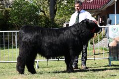 114-7-a-Myloe-vom-Jeetzetal-Heinz-Wapenhans-Kloetze-OT-Immekath-4