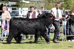 120-7-a-Myloe-vom-Jeetzetal-Heinz-Wapenhans-Kloetze-OT-Immekath-8