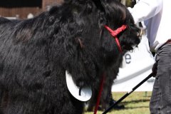 124-7-a-Myloe-vom-Jeetzetal-Heinz-Wapenhans-Kloetze-OT-Immekath-10