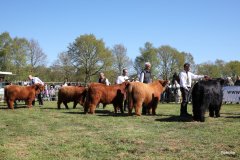 129-Bullen-Klasse-1a