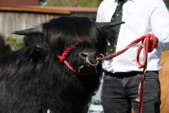 132-7-a-Myloe-vom-Jeetzetal-Heinz-Wapenhans-Kloetze-OT-Immekath-14