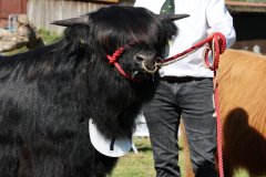 133-7-a-Myloe-vom-Jeetzetal-Heinz-Wapenhans-Kloetze-OT-Immekath-15