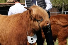 134-9-b-Jumper-vom-Zockeldraff-Manfred-Heinz-Scholen-4