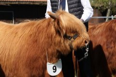 136-9-b-Jumper-vom-Zockeldraff-Manfred-Heinz-Scholen-6