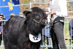 137-12-f-Cameron-Focx-of-Blocken-Norbert-u.-Ute-Hilgemeier-Diepenau-6