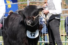 138-12-f-Cameron-Focx-of-Blocken-Norbert-u.-Ute-Hilgemeier-Diepenau-7