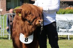 139-8-c-Red-Seumas-of-HCR-Lukas-Ader-Bad-Hersfeld-9