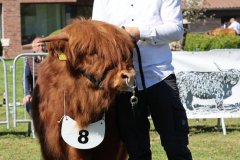 140-8-c-Red-Seumas-of-HCR-Lukas-Ader-Bad-Hersfeld-10