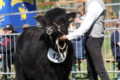 141-12-f-Cameron-Focx-of-Blocken-Norbert-u.-Ute-Hilgemeier-Diepenau-8