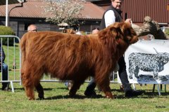 145-14-a-Eoin-Mhor-9th-of-Castle-Mathias-Pooch-Menslage