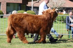 146-15-b-Crown-Mor-2nd-vom-Sunderberg-Familie-Bange-Brilon-Scharfenberg