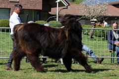 147-16-f-Murchadh-vom-Jeetzetal-Heinz-Wapenhans-Kloetze-OT-Immekath