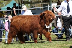 153-15-b-Crown-Mor-2nd-vom-Sunderberg-Familie-Bange-Brilon-Scharfenberg-2