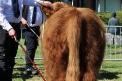 154-15-b-Crown-Mor-2nd-vom-Sunderberg-Familie-Bange-Brilon-Scharfenberg-3