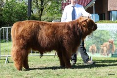 155-15-b-Crown-Mor-2nd-vom-Sunderberg-Familie-Bange-Brilon-Scharfenberg-4