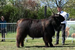 156-16-f-Murchadh-vom-Jeetzetal-Heinz-Wapenhans-Kloetze-OT-Immekath-3