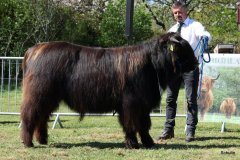 157-16-f-Murchadh-vom-Jeetzetal-Heinz-Wapenhans-Kloetze-OT-Immekath-4