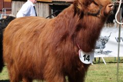 163-14-a-Eoin-Mhor-9th-of-Castle-Mathias-Pooch-Menslage-3