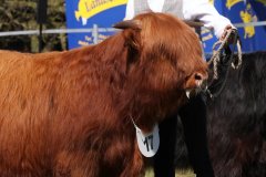 174-17-d-Oleander-5-vom-Storchennest-Norbert-u.-Ute-Hilgemeier-Diepenau-2