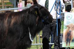 177-16-f-Murchadh-vom-Jeetzetal-Heinz-Wapenhans-Kloetze-OT-Immekath-5