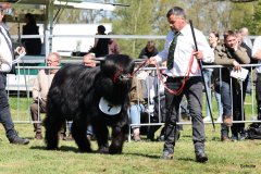 178-7-a-Myloe-vom-Jeetzetal-Heinz-Wapenhans-Kloetze-OT-Immekath-16