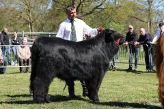 180-7-a-Myloe-vom-Jeetzetal-Heinz-Wapenhans-Kloetze-OT-Immekath-17