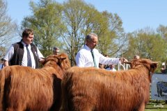 181-Auswahl-Klassensieger-Bullen-Klasse-1