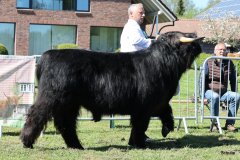 189-22-a-Conall-vom-Buersteler-Feld-Andreas-Czich-Stuhr