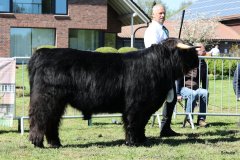 190-22-a-Conall-vom-Buersteler-Feld-Andreas-Czich-Stuhr-2