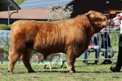 1_217-28-b-Malachie-Ruadh-of-Laidinn-Brus-Gerhard-jun.-Meyering-Ankum-Tuetingen-11