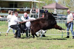 1_325-5-c-Isac-vom-Kreienmoor-Matthias-Mueller-Reich-Osterholz-Scharmbeck0-4