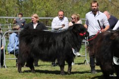 277-47-f-Rosalie-Dubh-vom-Habershof-Marian-Habers-Neuenhaus